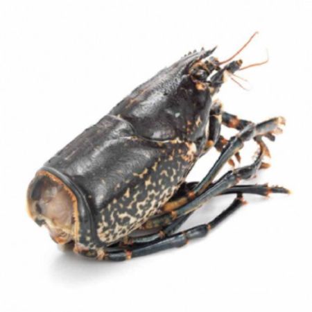 CANADIAN LOBSTER HEAD FRZ (5KG) - CINQ DEGRÉS OUEST