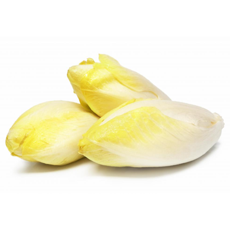 WHITE ENDIVE BELGIUM (~1KG) - KOJAVM