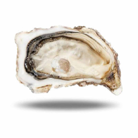 FINE N3 50PC OYSTERS BRITTANY (4KG) - CADORET