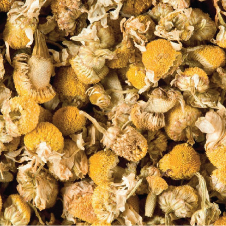 CAMOMILLE (1G)*21 - HERBAL TEA - DAMMANN FRÈRES