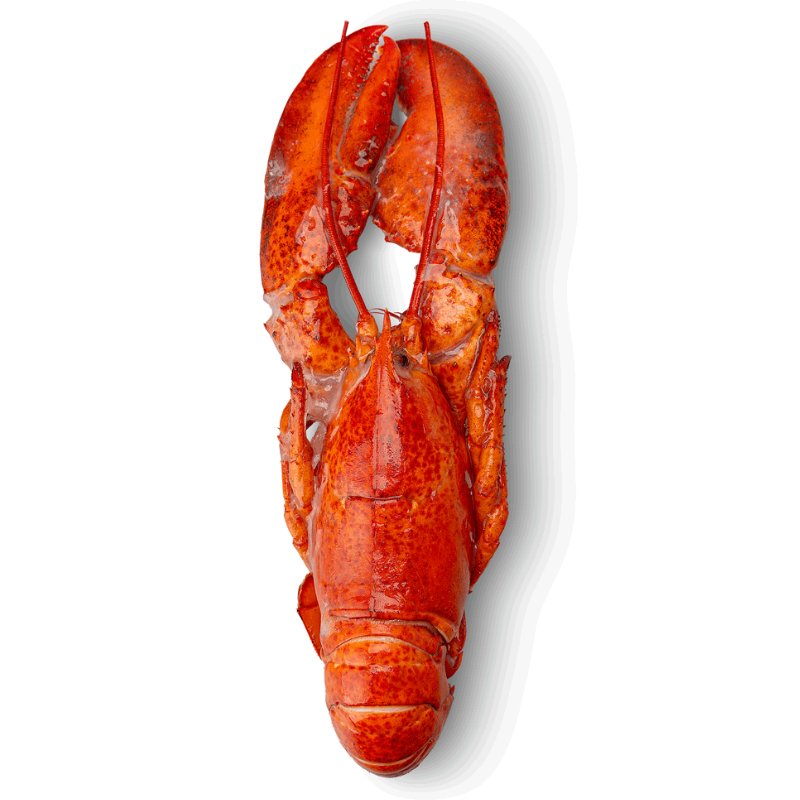 WHOLE CANADIAN LOBSTER COOKED FRZ (~450G) - CINQ DEGRÉS OUEST