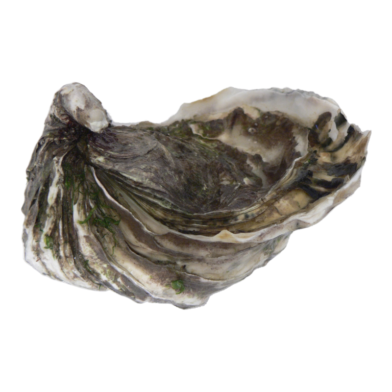 WHOLE SHELL OYSTER M MIYAGI FRZ  JAPAN (80GX40PC) (3.2KG) - SANRIKU