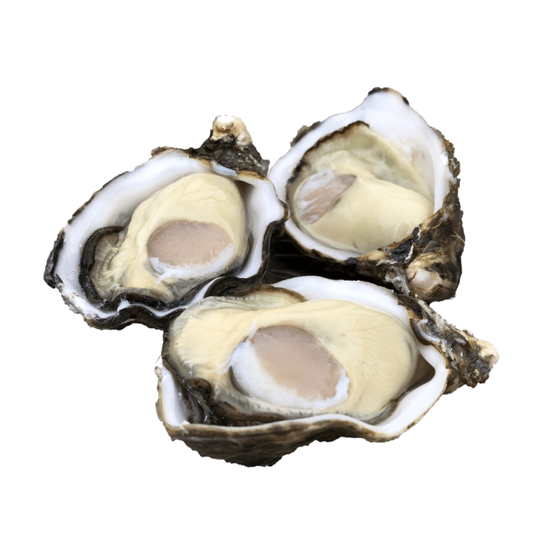 WHOLE SHELL OYSTER M MIYAGI FRZ  JAPAN (80GX40PC) (3.2KG) - SANRIKU