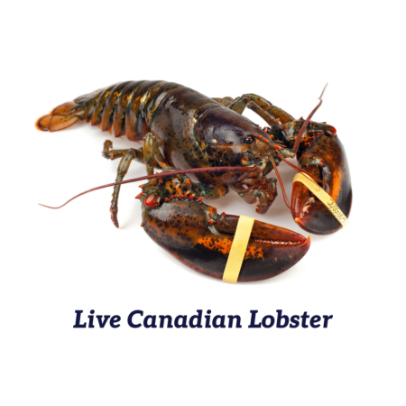 CANADIAN LOBSTER LIVE (900G-1.2KG) - CRYSTAL BAY