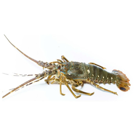 SPINY LOBSTER FRZ (350-500G) - CRYSTAL BAY
