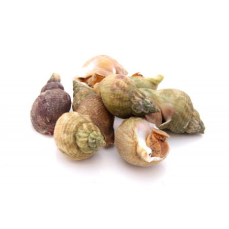 BULOT WHELK COOKED FRZ 20/30 (~1KG) - CRYSTAL BAY