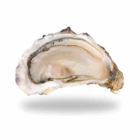 SPECIAL N5 24PC OYSTERS BRITTANY (1KG) - CADORET