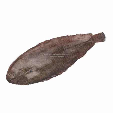WHOLE GUTTED SOLE FRZ (~1KG) - CINQ DEGRÉS OUEST