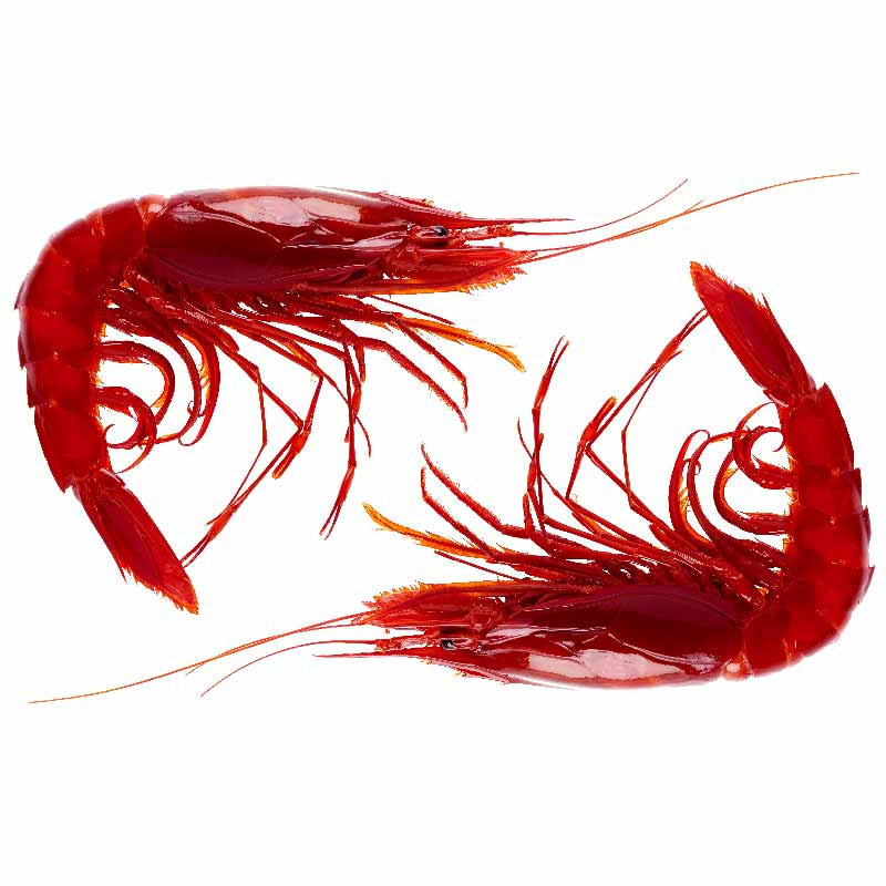 CARABINEROS FRZ 12-15 (~1KG) - PALAMOS