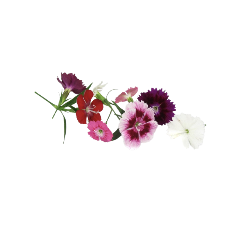 DIANTHUS/CARNATION (12G) - ORLAR