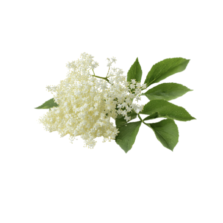 ELDERFLOWER (12G) - ORLAR