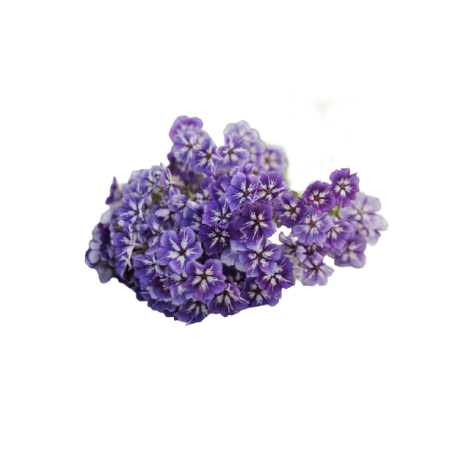 PHLOX FLOWER (12G) - ORLAR
