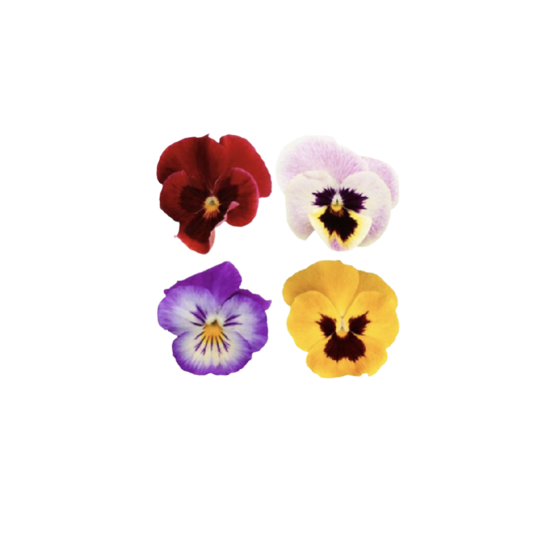 VIOLA FLOWER (12G) - ORLAR