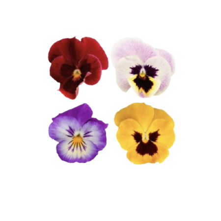 VIOLA FLOWER (12G) - ORLAR