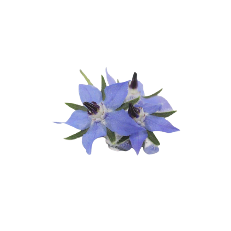 BORAGE FLOWER (12G) - ORLAR