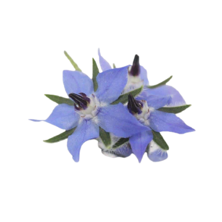 BORAGE FLOWER (12G) - ORLAR