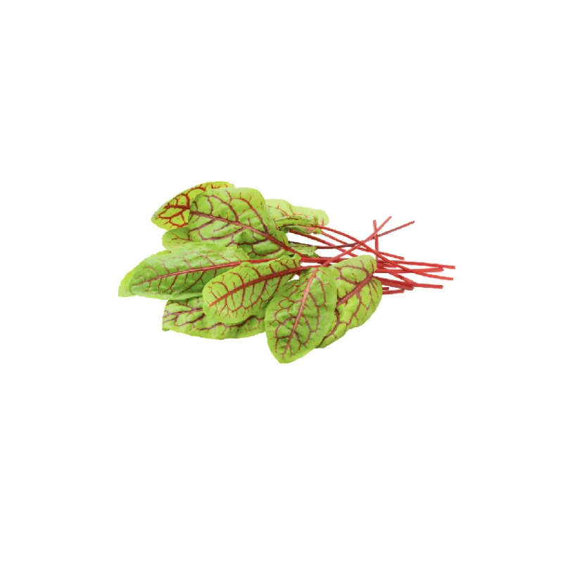 SORREL RED LEAF (12G)  - ORLAR