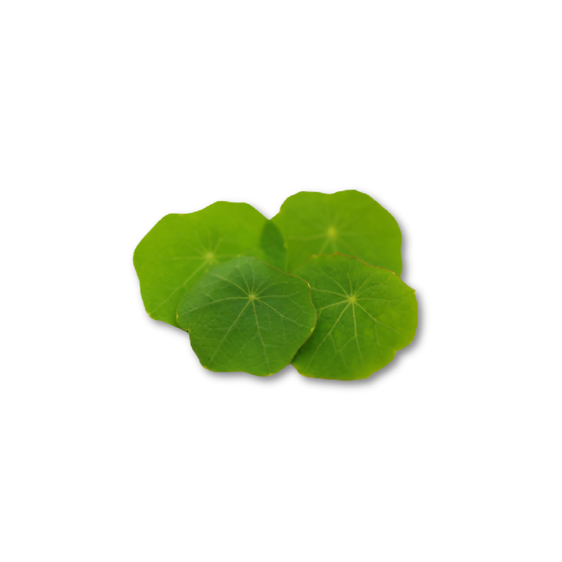 NASTURTIUM LEAF (12G) - ORLAR