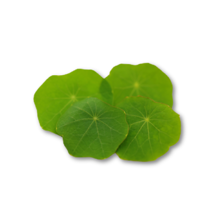 NASTURTIUM LEAF (12G) - ORLAR