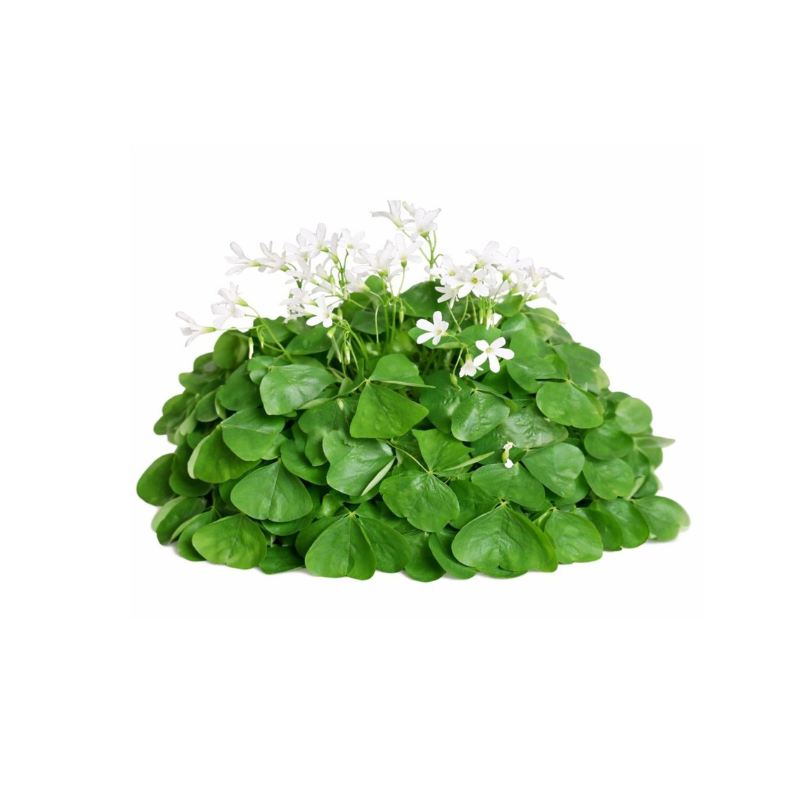 OXALIS GREEN FLOWER (12G) - ORLAR