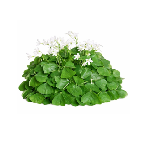 OXALIS GREEN FLOWER (12G) - ORLAR