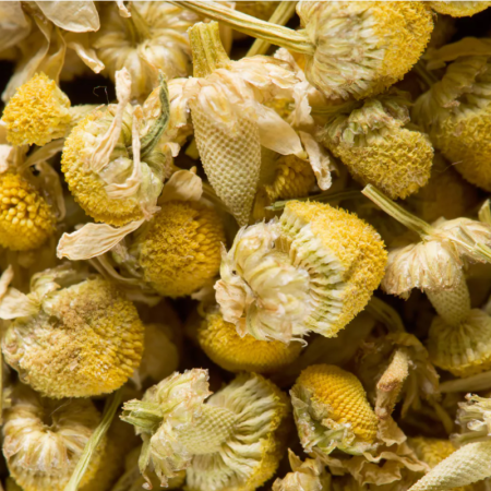 CAMOMILLE (1G)*250 - HERBAL TEA - DAMMANN FRÈRES
