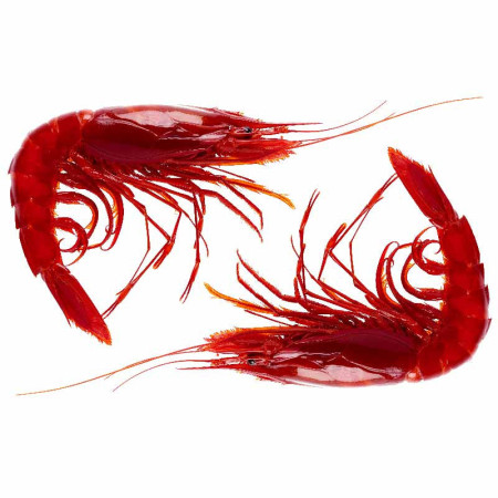 CARABINEROS FRZ 15-19 (~1KG) - PALAMOS