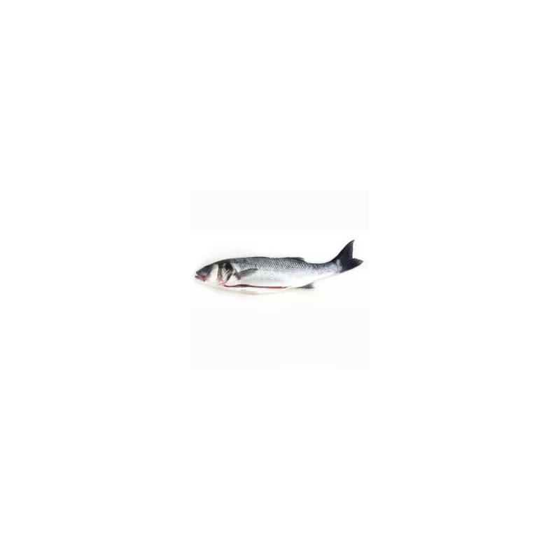WHOLE FARMED GUTTED SEABASS FRZ (800-1.5KG) - PALAMOS