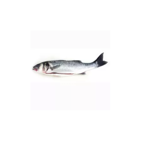WHOLE FARMED GUTTED SEABASS FRZ (800-1.5KG) - PALAMOS