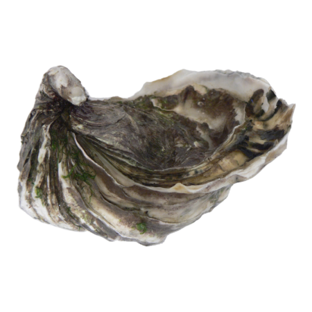 WHOLE SHELL OYSTER M MIYAGI FRZ  JAPAN (80GX40PC) (3.2KG) - SANRIKU
