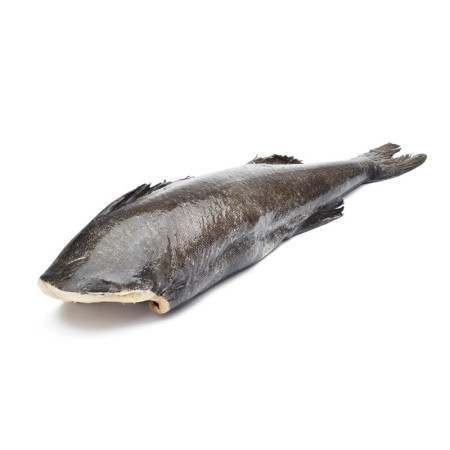 WHOLE BLACK COD GUTTED HEAD OFF FRZ (~2KG) - SANRIKU - CTR