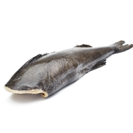 WHOLE TOOTHFISH GUTTED HEAD OFF FRZ (4-5KG) - REUNION PECHE AUSTRALE