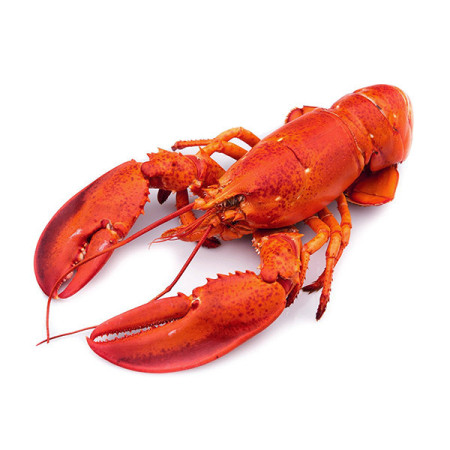 CANADIAN LOBSTER COOKED FRZ (350-500G) - CRYSTAL BAY