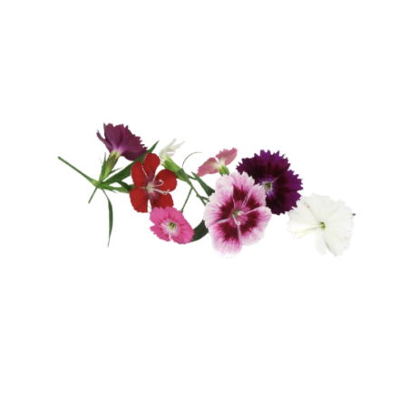 DIANTHUS/CARNATION (12G) - ORLAR