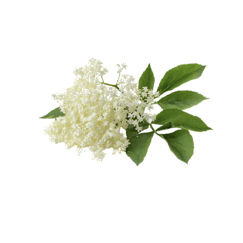 ELDERFLOWER (12G) - ORLAR