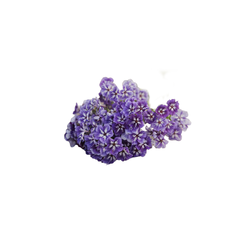 PHLOX FLOWER (12G) - ORLAR