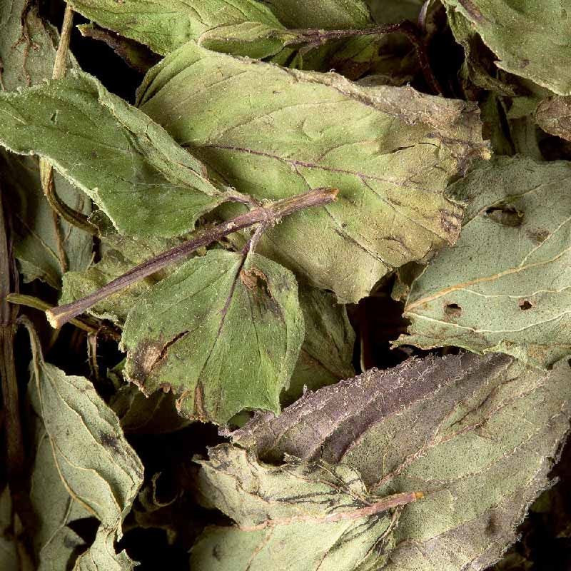 PEPPERMINT (500G) - HERBAL TEA - DAMMANN FRÈRES