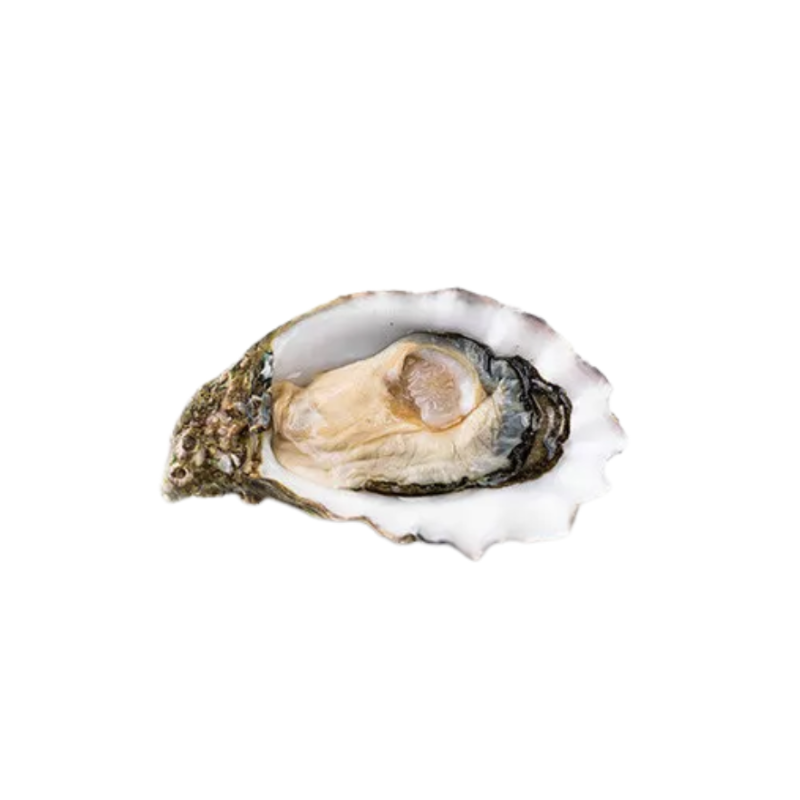 WHOLE SHELL OYSTER L N1 MIYAGI JAPAN HONDA SUISAN 100G-120G (~1KG) - SANRIKU - CTR