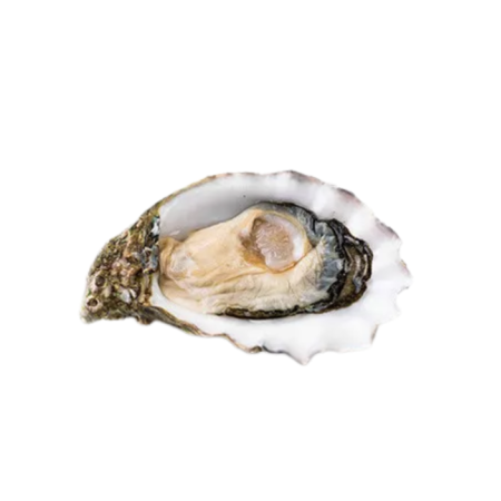 WHOLE SHELL OYSTER L N1 MIYAGI JAPAN HONDA SUISAN 100G-120G (~1KG) - SANRIKU - CTR